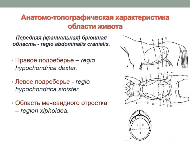 Анатомо-топографическая характеристика области живота Передняя (краниальная) брюшная область - regio abdominalis cranialis.  Правое